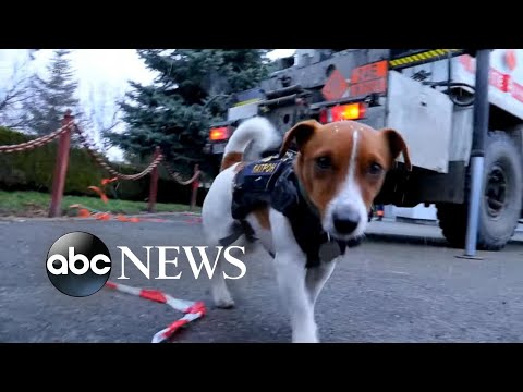 Ukrainian bomb-sniffing dog helps clear bombs l WNT