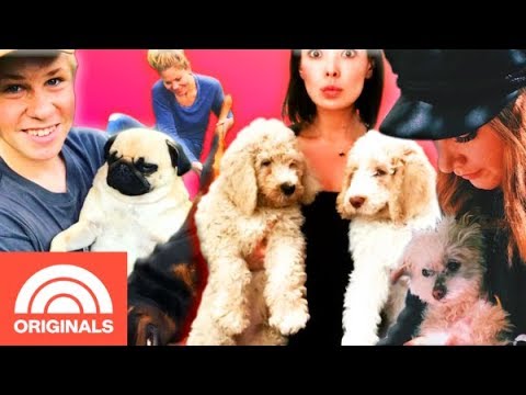 Top 5 Celebrity Pet Tales With Candace Cameron Bure, Bindi & Robert Irwin, and More | TODAY