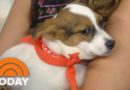 Katherine Schwarzenegger Spotlights Adoptable Dogs Looking For Homes | TODAY