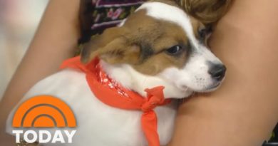 Katherine Schwarzenegger Spotlights Adoptable Dogs Looking For Homes | TODAY