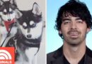 Joe Jonas and Sophie Turner’s Puppy Family | My Pet Tale | TODAY ORIGINALS