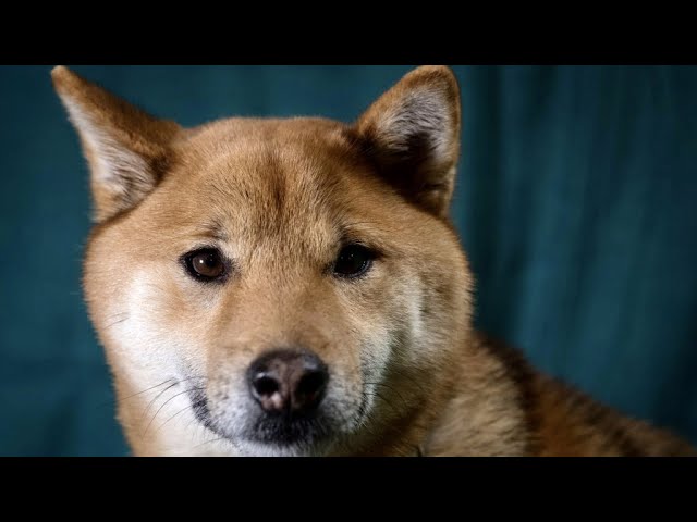 Crypto: Altcoins like Shiba Inu gain prominence but remain on shaky ground
