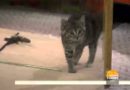 Beth Stern: Howard Helps Foster Cats | TODAY